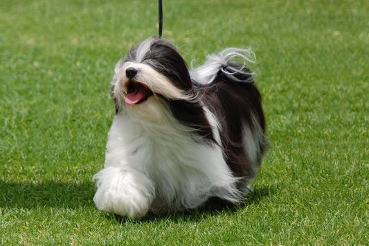 3 Best Dog Brushes for Havanese