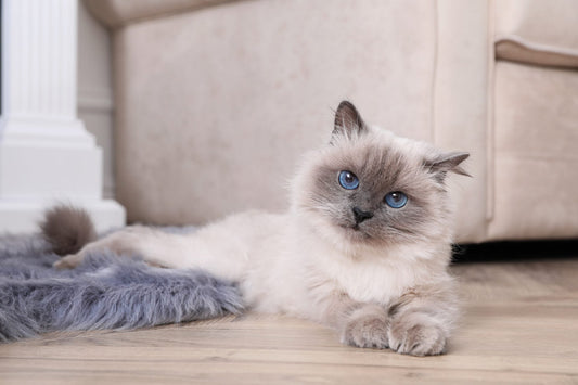 3 Best Cat Brushes for Birman Cats