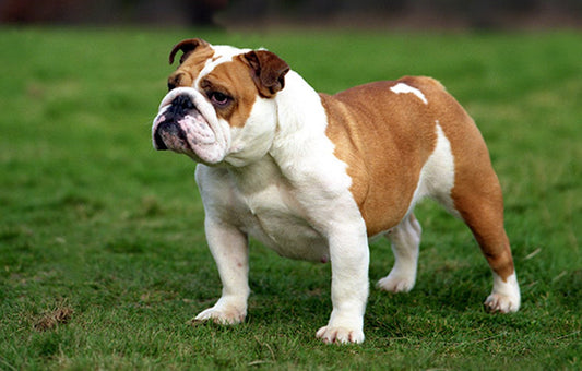 3 Best Brushes for English Bulldogs: The Complete Grooming Guide
