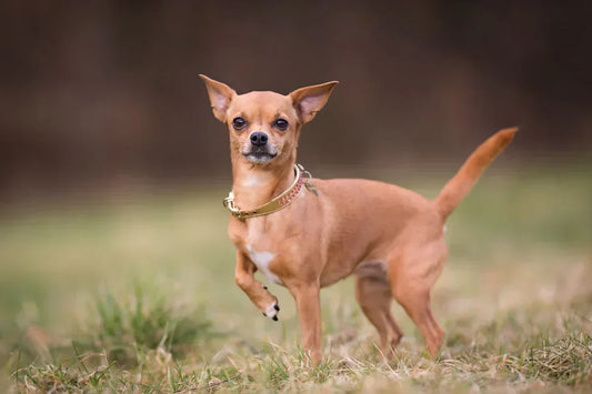 3 Best Brushes for Chihuahua Dogs (Complete Grooming Guide)