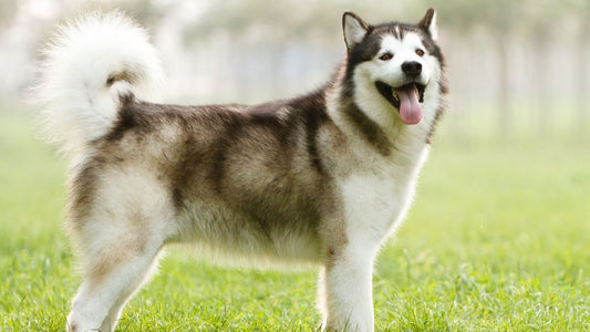 3 Best Dog Brushes for Alaskan Malamutes