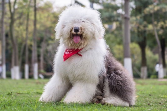 The 3 Best Brushes for an Old English Sheepdog