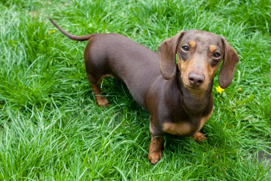 3 Best Brushes for Dachshunds (Short-Haired): The Complete Grooming Guide