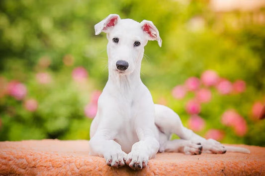 3 Best Brushes for Greyhounds (Complete Grooming Guide)