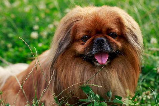 3 Best Brushes for Pekingese Dogs