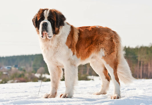 3 Best Brushes for Saint Bernard Dogs: The Complete Grooming Guide