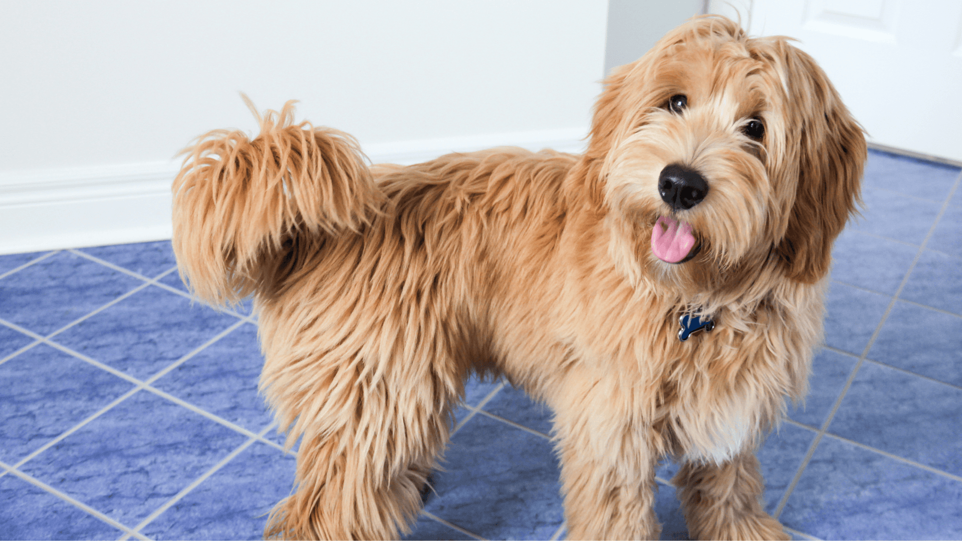 Goldendoodle shampoo top
