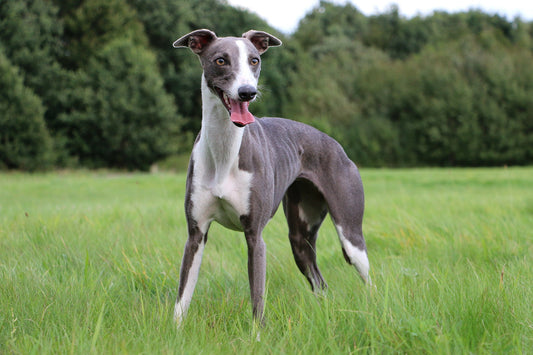 3 Best Brushes for Whippet Dogs: The Complete Grooming Guide
