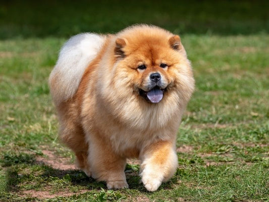 3 Best Brushes for Chow Chows (Complete Grooming Guide)