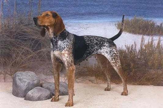 3 Best Brushes for American English Coonhounds: A Complete Guide to Shedding & Coat Care