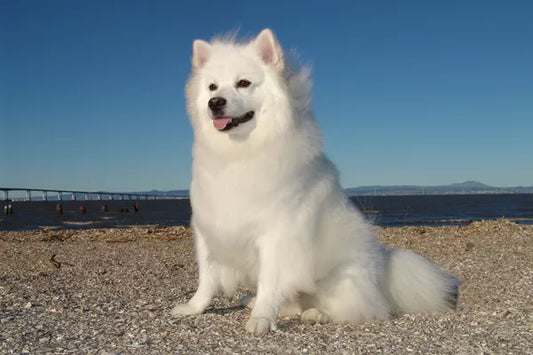 3 Best Brushes for American Eskimo Dogs: The Complete Grooming Guide