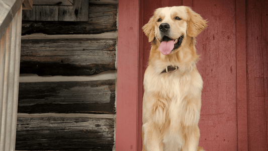 Top 3 Dog Brushes For Golden Retrievers - Freshly Bailey