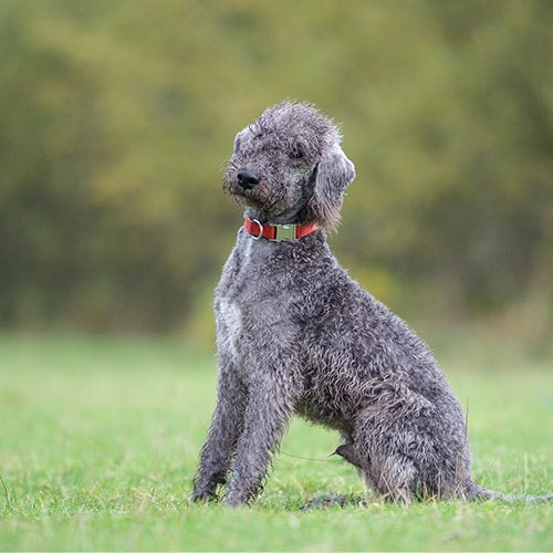 3 Best Brushes for Bedlington Terrier Dogs: The Complete Grooming Guide