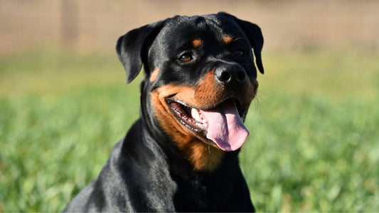 3 Best Dog Brushes For Rottweilers - Freshly Bailey