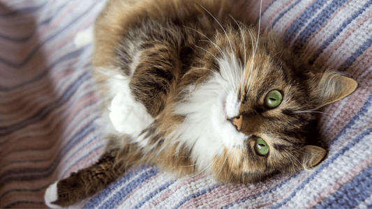 5 Best Tools for De-Matting a Cat - Freshly Bailey