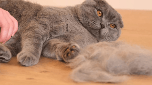 The 3 Best Shedding Brushes for Cats Every Cat Owner Needs