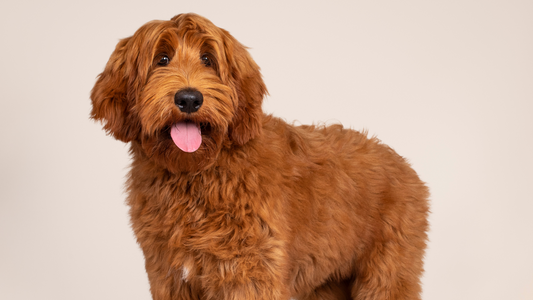 How to Groom a Goldendoodle: A Simple Guide for a Fluffy Best Friend - Freshly Bailey