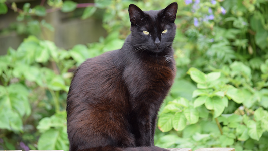 how to get rid of cat dandruff and flakes