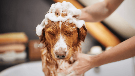 3 Best Shampoos for Dogs: Keep Your Furry Friend Fresh and Clean - Freshly Bailey