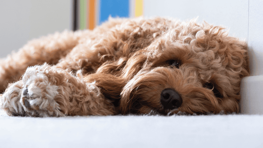 3 Best Dog Brushes for Cavapoos - Freshly Bailey