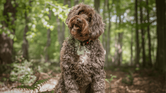 Best Brush for Cockapoo - Top 3 Dog Brushes for Cockapoos