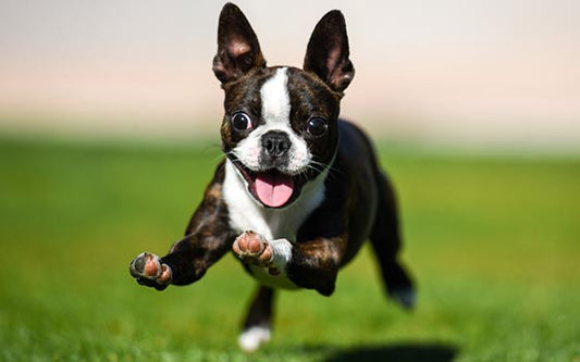 3 Best Brushes for Boston Terriers (Simple Grooming Guide for Short-Coated Dogs)