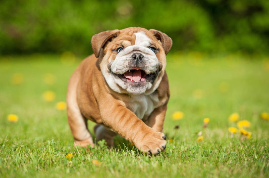 3 Best Brushes for American Bulldogs (Smooth Coat): The Complete Grooming Guide
