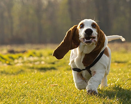 3 Best Brushes for Basset Hound