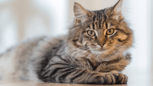 Top 5 Remedies For Cat Dandruff - Freshly Bailey