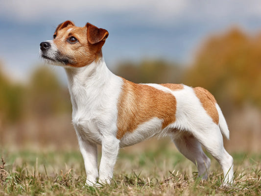 3 Best Brushes for Jack Russell Terriers (Smooth Coat): The Complete Grooming Guide