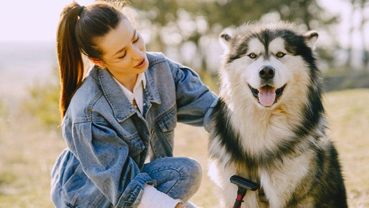 3 Best Dog Brushes For Shedding - Freshly Bailey