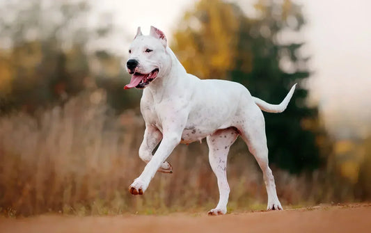 3 Best Brushes for Argentine Dogs: The Complete Grooming Guide