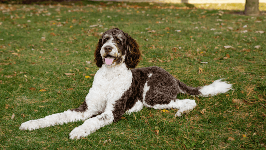 3 Best Dog Brushes For Bernedoodles - Freshly Bailey