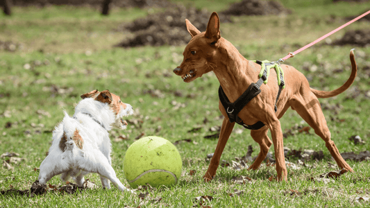 5 Best Tips To Calm Dog Reactivity - Freshly Bailey