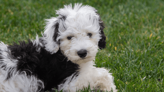 3 Best Dog Brushes For Sheepadoodles - Freshly Bailey