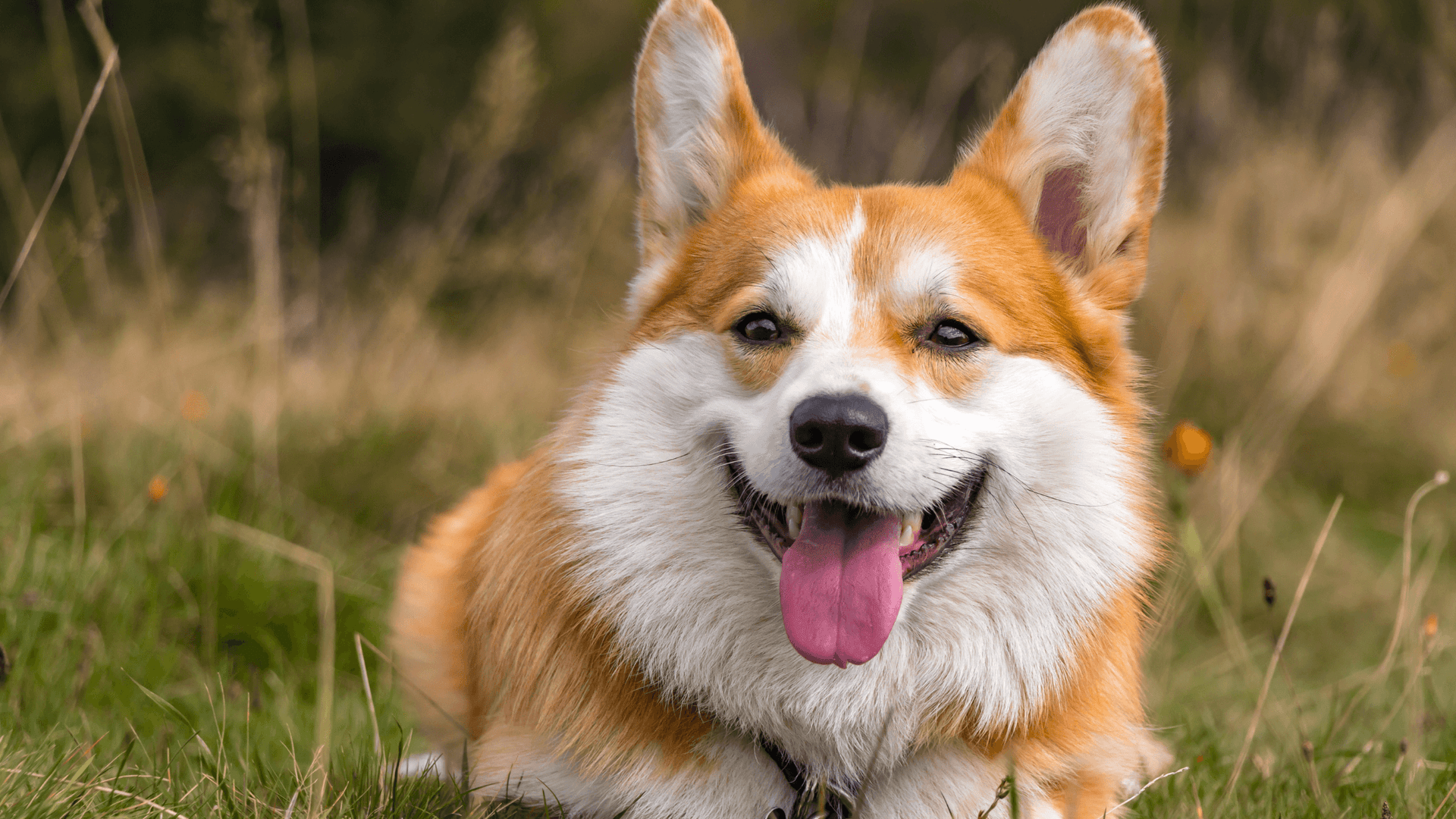 Corgi blowing coat best sale