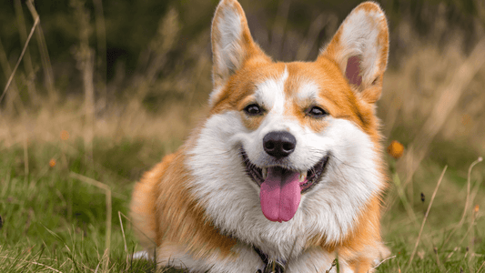 3 BEST DOG BRUSHES FOR CORGIS - Freshly Bailey