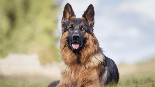 Top 3 Brushes For German Shepherds - Freshly Bailey