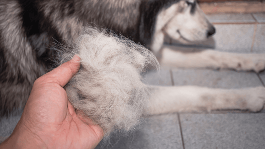 5 Best Dog Brushes For Shedding - Freshly Bailey