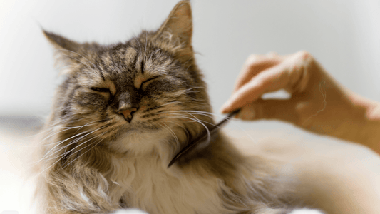 3 BEST CAT COMBS FOR GROOMING LONG AND SHORT HAIRED CATS - Freshly Bailey