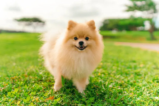 3 Best Brushes for Pomeranians: The Complete Grooming Guide