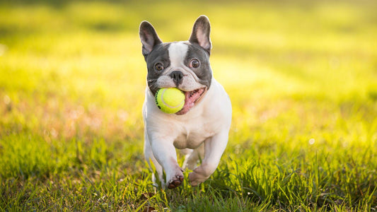 Best 3 Dog Brushes For French Bulldogs - Freshly Bailey