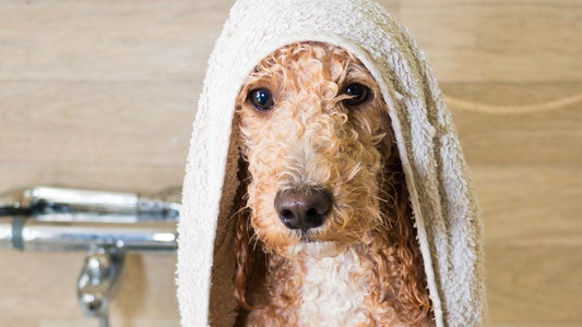 How to Groom a Goldendoodle: A Simple Guide for a Fluffy Best Friend - Freshly Bailey