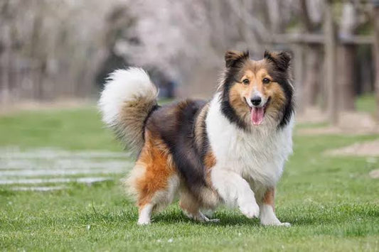 3 Best Brushes for Shelties (Shetland Sheepdogs): The Complete Grooming Guide