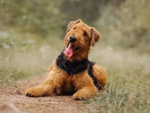 3 Best Brushes for Airedale Terrier Dogs: The Complete Grooming Guide