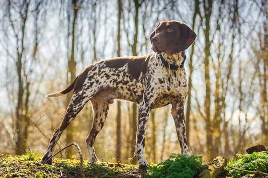 3 Best Brushes for Pointer Dogs: The Complete Grooming Guide