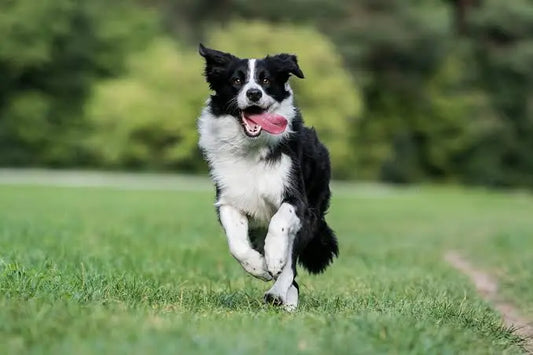 3 Best Brushes for Border Collies: The Complete Grooming Guide