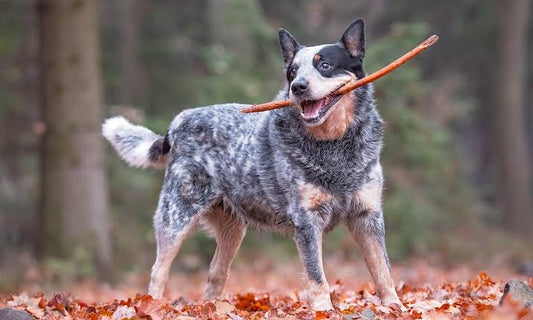 3 Best Brushes for Australian Cattle Dogs: The Complete Grooming Guide