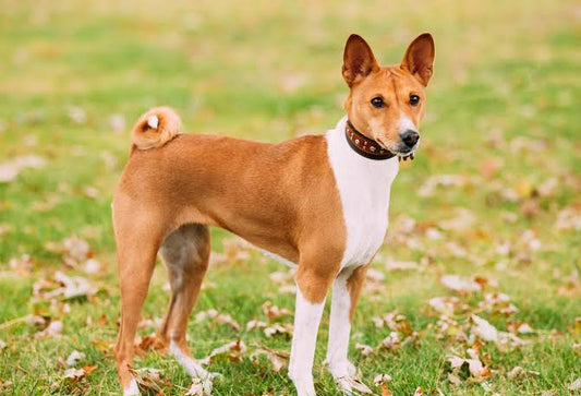 3 Best Brushes for Basenji Dogs: The Complete Grooming Guide