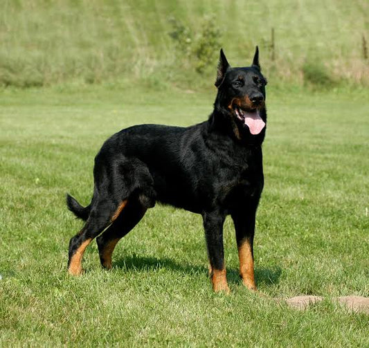 3 Best Brushes for Beauceron (Complete Guide)